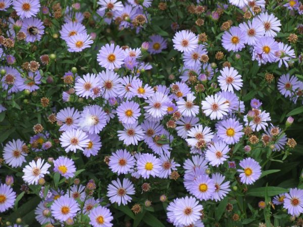 Perennial flowers for Siberia are unpretentious and frost-resistant