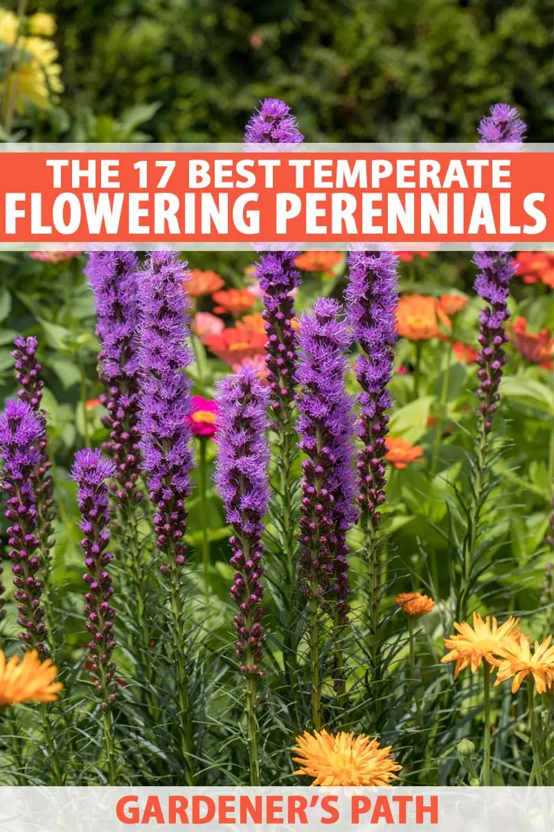 Perennial flowers for Siberia are unpretentious and frost-resistant