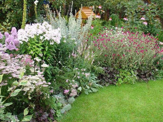 Perennial flowers for summer cottages 