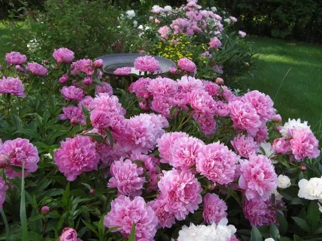 Perennial flowers for summer cottages 