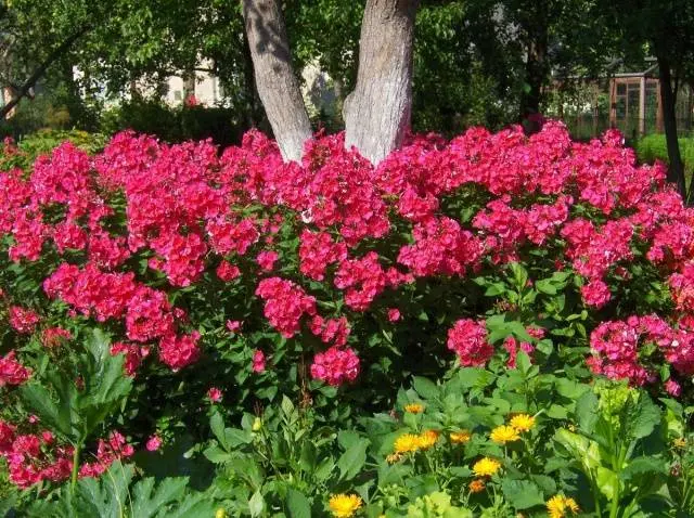 Perennial flowers for summer cottages 