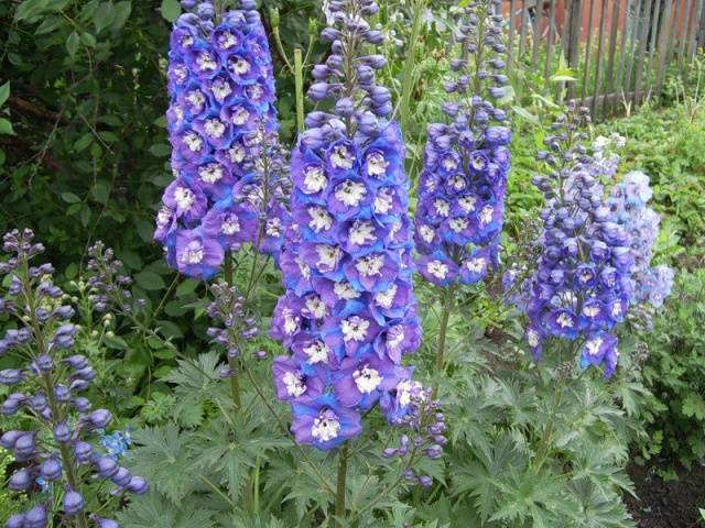 Perennial flowers for summer cottages 