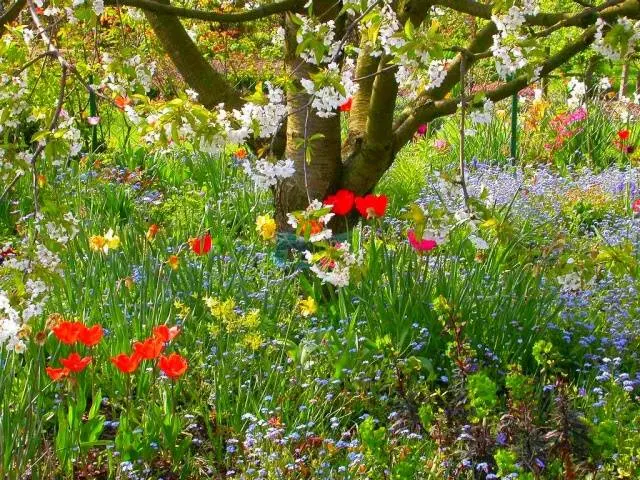 Perennial flowers for summer cottages 