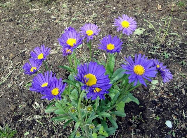 Perennial flowers for summer cottages 