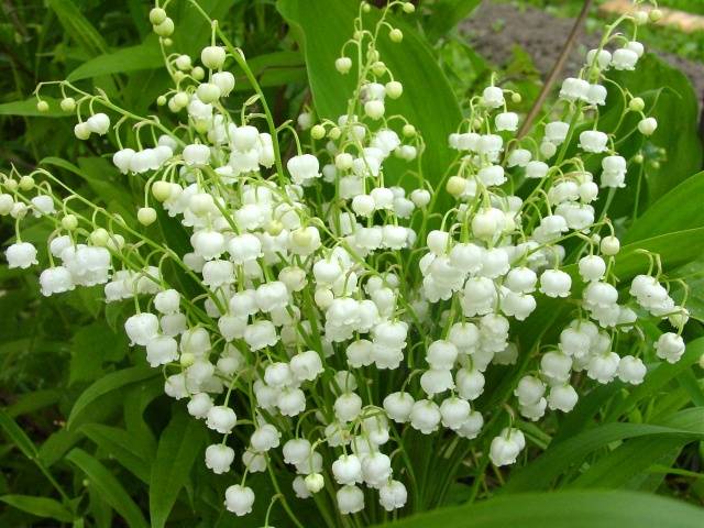 Perennial flowers for summer cottages 