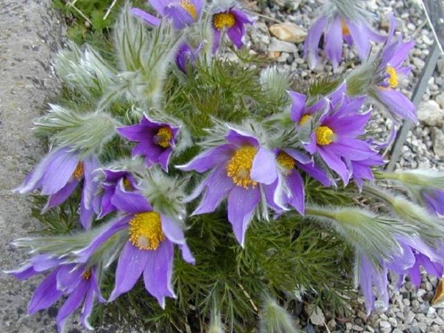 Perennial flowers for the Urals 