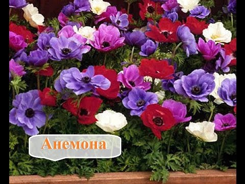 Perennial flowers for the Urals 