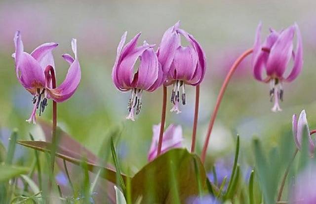 Perennial flowers for the Urals 