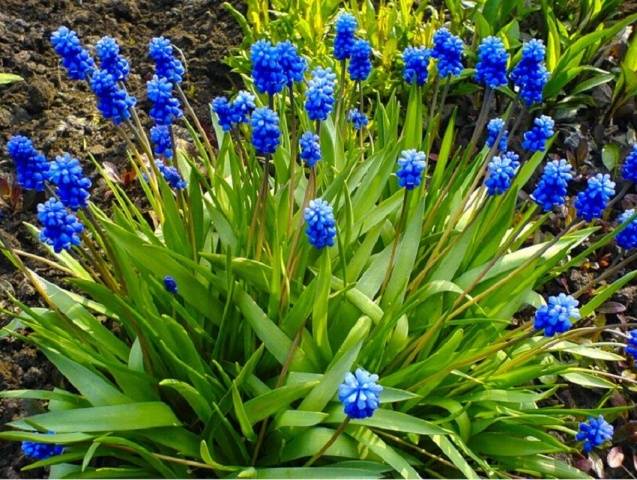 Perennial flowers for the Urals 