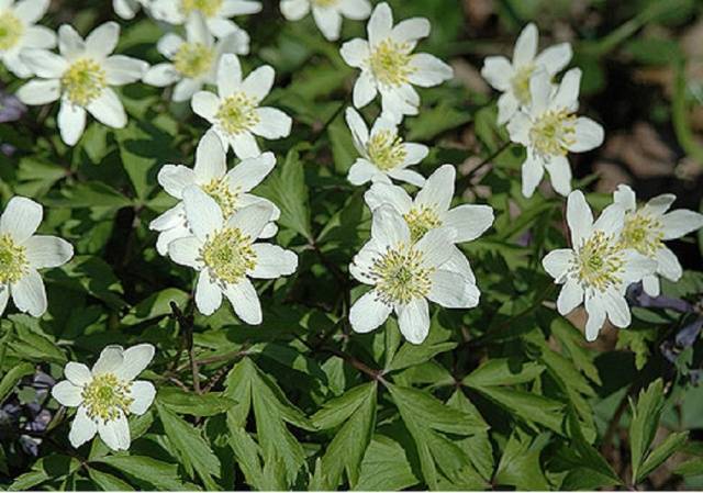 Perennial flowers for the Urals 