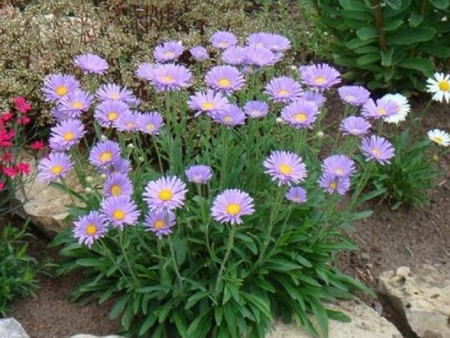 Perennial flowers for the Urals 