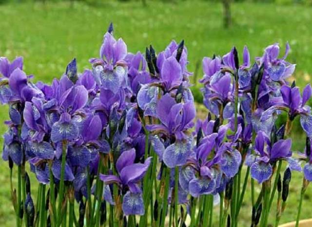 Perennial flowers for the Urals 