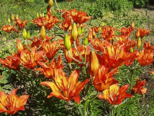 Perennial flowers for the Urals 