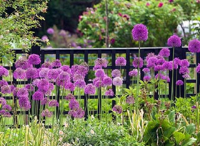 Perennial flowers for the Urals 