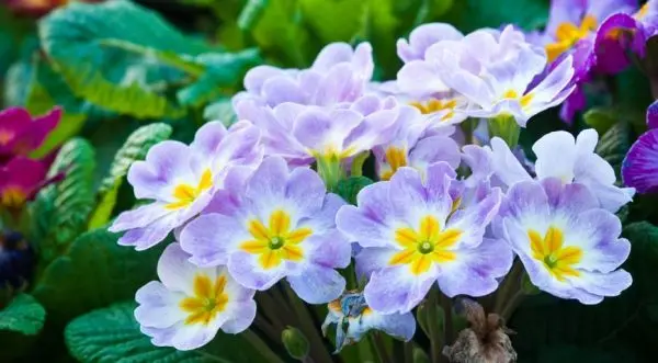 Perennial flowers for the Urals: what to plant in the northern regions?