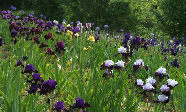 Perennial flowers for the Urals: what to plant in the northern regions?