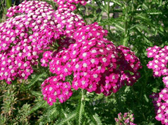 Perennial flowers in the country, blooming all summer