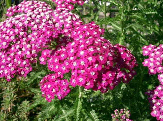 Perennial flowers in the country, blooming all summer