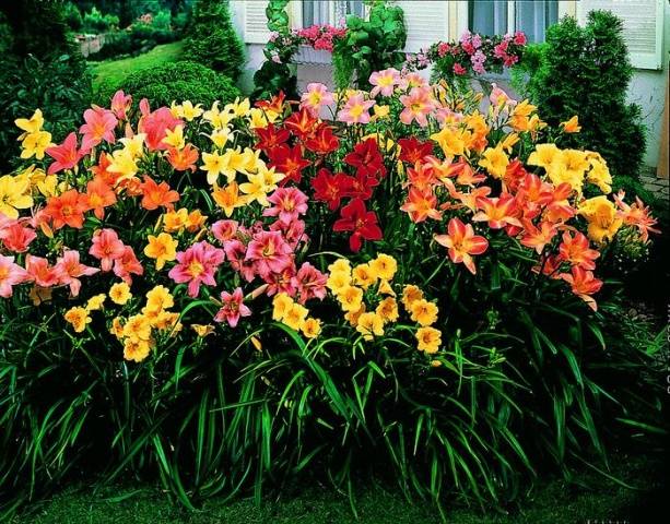 Perennial flowers in the country, blooming all summer