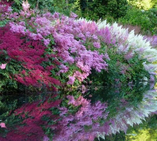 Perennial flowers in the country, blooming all summer