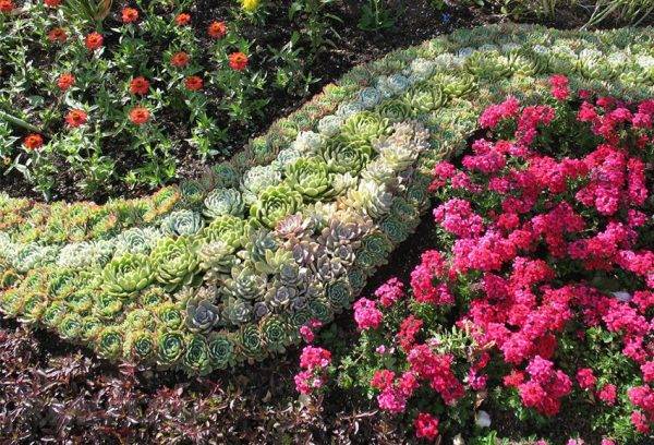 Perennial flowers in the country, blooming all summer