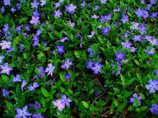 Perennial flowers in the country, blooming all summer