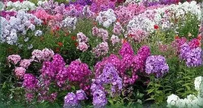 Perennial flowers in the country, blooming all summer