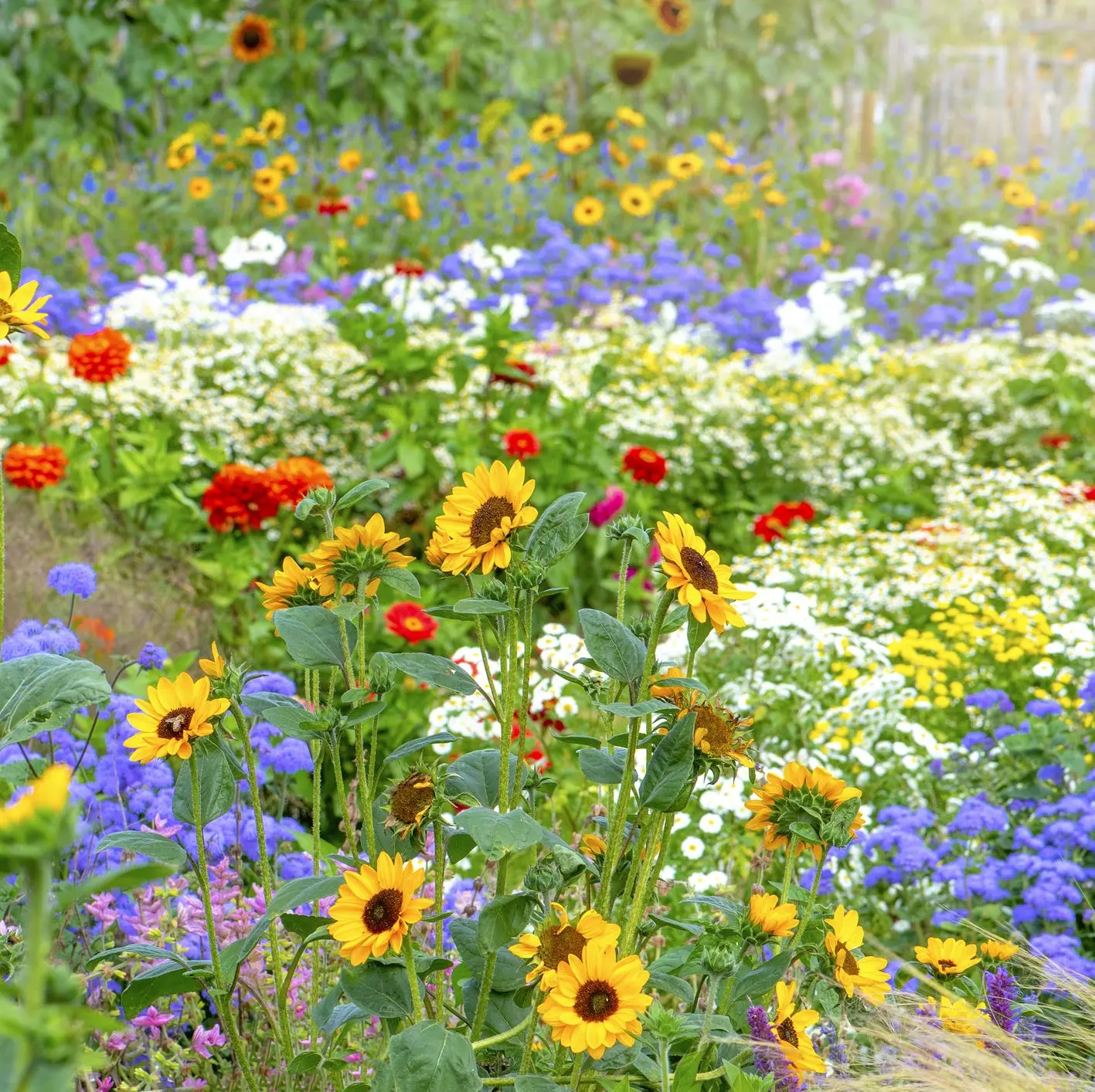 Perennial flowers in the country, blooming all summer