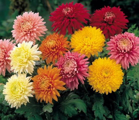 Perennial garden chrysanthemums: varieties + photo