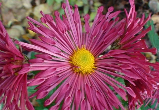 Perennial garden chrysanthemums: varieties + photo