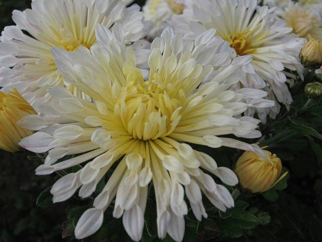 Perennial garden chrysanthemums: varieties + photo