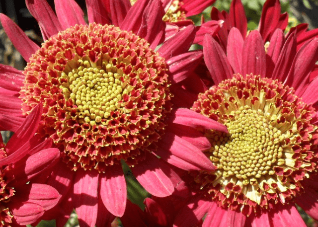 Perennial garden chrysanthemums: varieties + photo