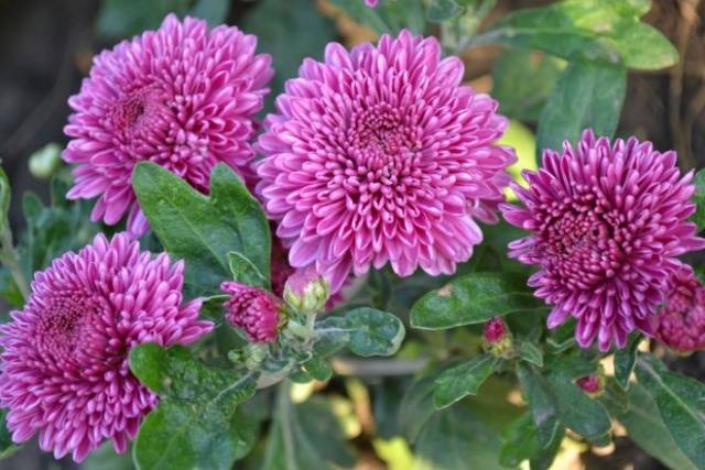 Perennial garden chrysanthemums: varieties + photo