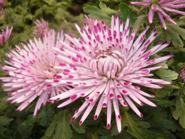 Perennial garden chrysanthemums: varieties + photo