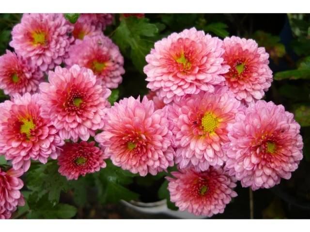 Perennial garden chrysanthemums: varieties + photo