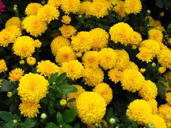 Perennial garden chrysanthemums: varieties + photo