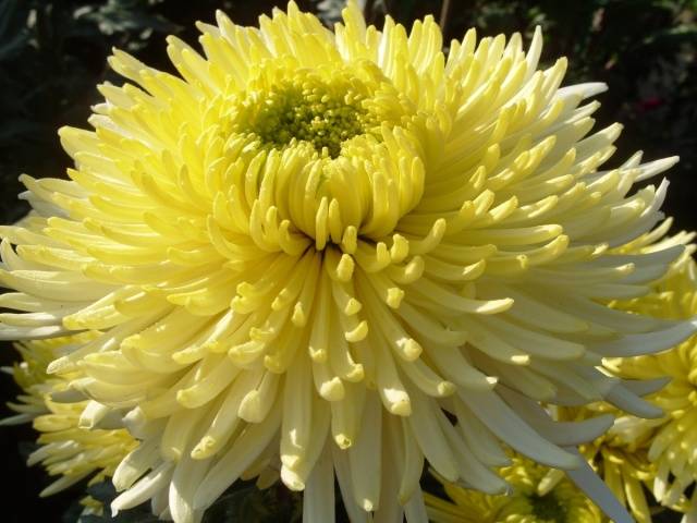 Perennial garden chrysanthemums: varieties + photo