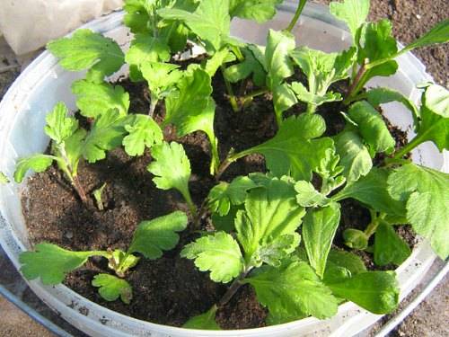 Perennial garden chrysanthemums: varieties + photo