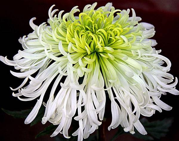 Perennial garden chrysanthemums: varieties + photo