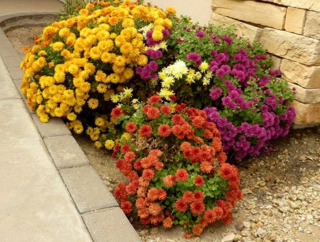 Perennial garden chrysanthemums: varieties + photo