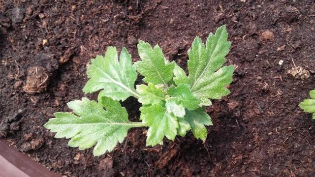 Perennial garden chrysanthemums: varieties + photo