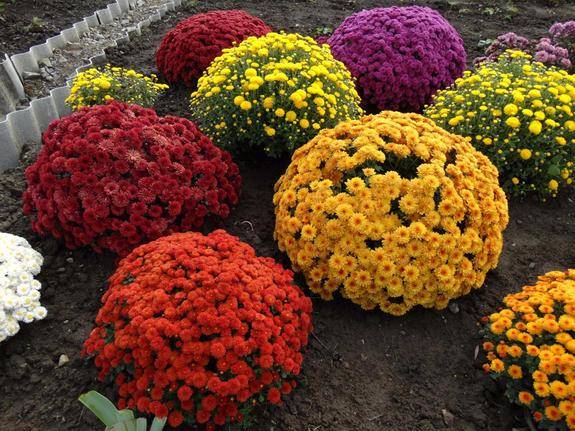 Perennial garden chrysanthemums: varieties + photo