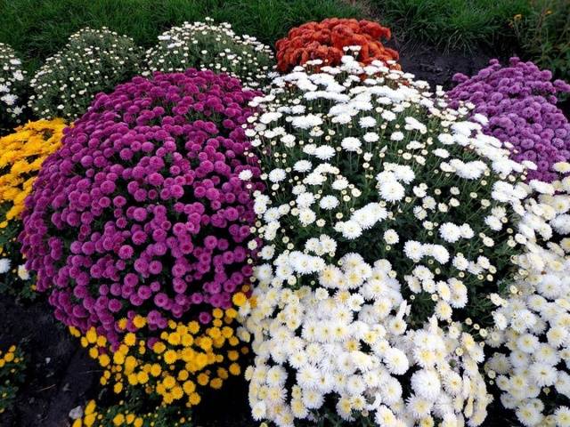 Perennial garden chrysanthemums: varieties + photo