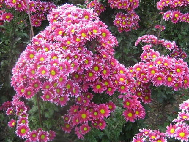 Perennial garden chrysanthemums: varieties + photo