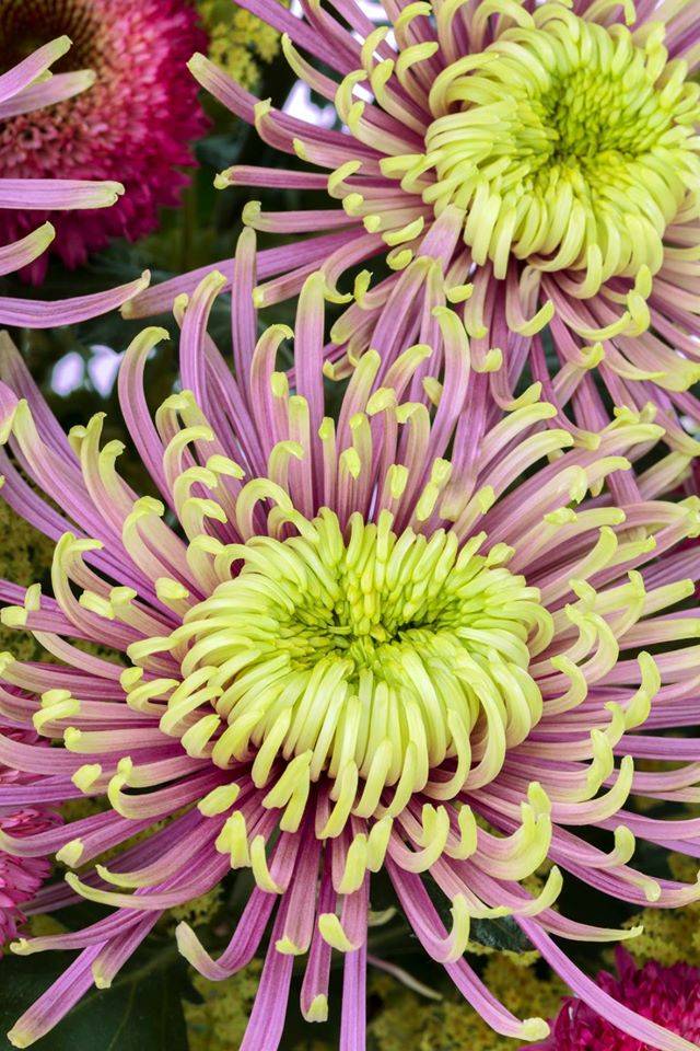 Perennial garden chrysanthemums: varieties + photo