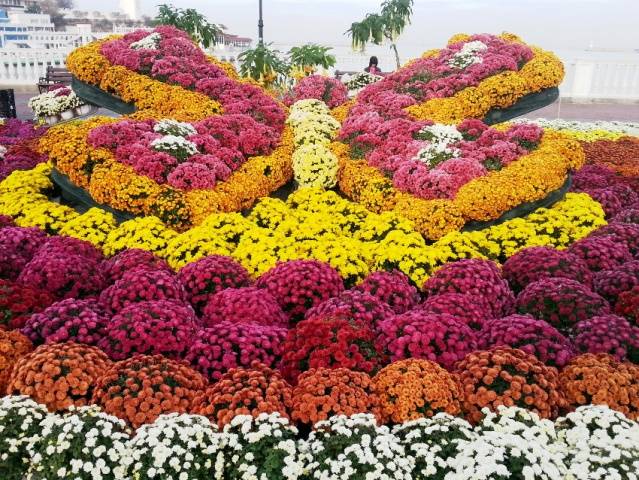 Perennial garden chrysanthemums: varieties + photo