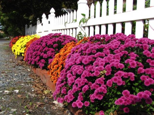 Perennial garden chrysanthemums: varieties + photo