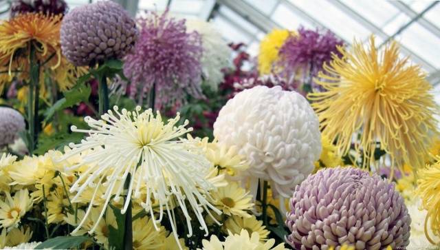 Perennial garden chrysanthemums: varieties + photo