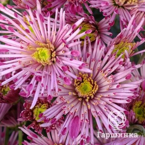 Perennial garden chrysanthemums: varieties + photo