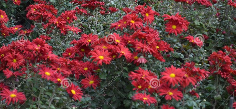 Perennial garden chrysanthemums: varieties + photo